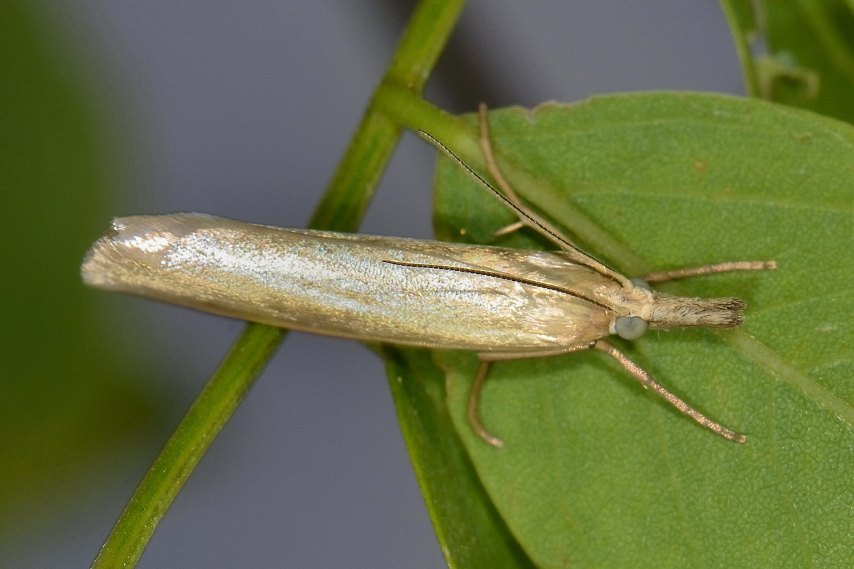 Crambus sp? S, Crambus perlellus - Crambidae